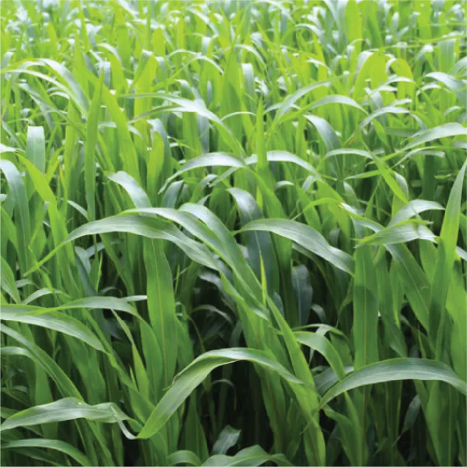 (수누피팜) 수단그라스 씨앗 5kg 녹비작물 목초작물 수단그라스 수수 교잡종, 1개