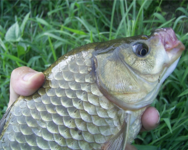 찜용붕어1kg 토종붕어 약붕어 참붕어 약용붕어 붕어찜 붕어매운탕 민물고기 민물매운탕, 1개, 약용붕어(손질없음)5kg