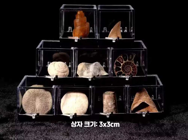 언유즈얼 앵무조개 화석 장식 암모나이트 조개껍질, 1개, 배란(1.5-2.5cm)