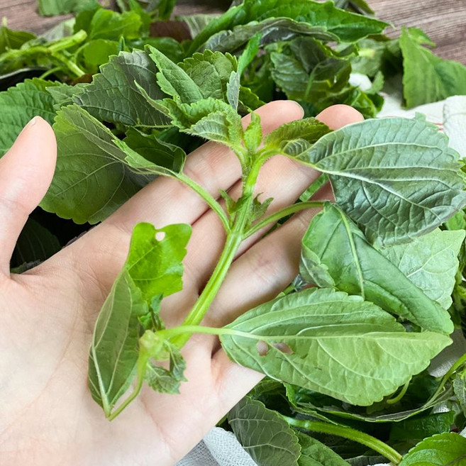 국내산 어린 손질 깻잎 깻잎순 깨순 깨순나물, 1개, 1kg
