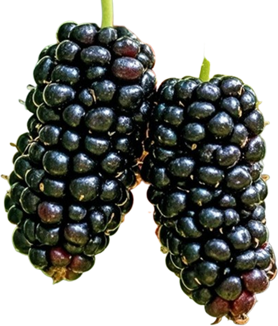 [판매량1등!] 국산 개량종 명품 냉동 오디, 1박스, 4kg (특품)