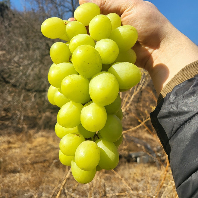 [고당도 청포도] 프리미엄 애플청포도 초고당도 오톰크리스치 애플포도 청포도, 1세트, 애플 청포도 500g