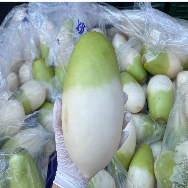 노씨고집 산지직송 제주 세척 월동무, 1개, 10kg 내외