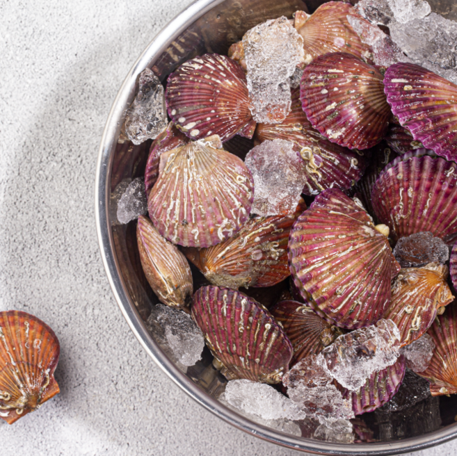 국내산 홍가리비 남해안 냉동가리비 캠핑용 조개구이 가리비술찜 다양한 이용, 1개, 2kg