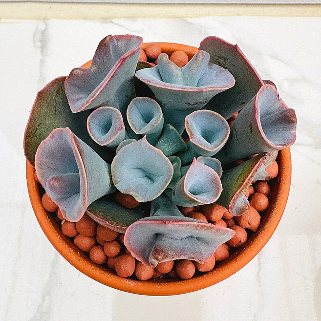 다육식물 선인장 농장직송 산아래 다육이 생명력최고 키우기쉬운 공기정화 전자파차단 트럼펫핑키, 1개, 럭셔리