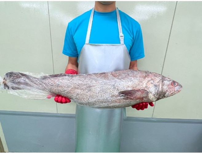 자연산 횟감민어 7kg 한마리 옵션선택, 1개, 손질해서