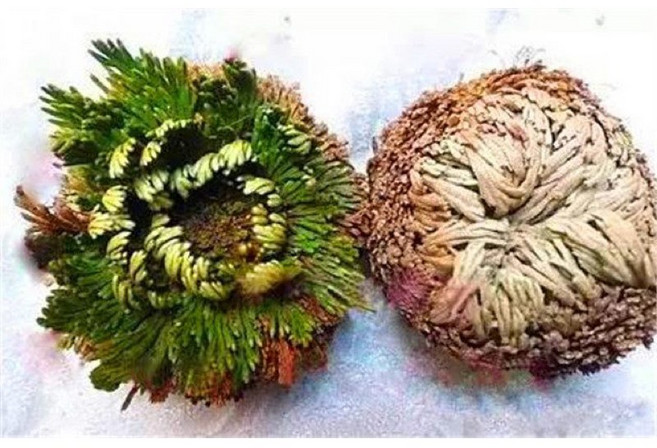 苔鑽 （是一種沙漠植物 又被稱作為“耶利哥的玫瑰” 由於其能在幾乎被完全曬乾的情況下“復活”而聞名於世）, 復活草,6～10公分（大顆）, 1個