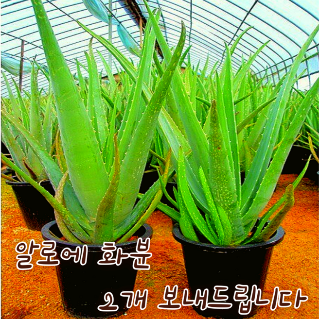 [아트플라워] 알로에화분(행사 두개 보내드립니다) 식용알로에 피부미용알로에, 2개, 초록색