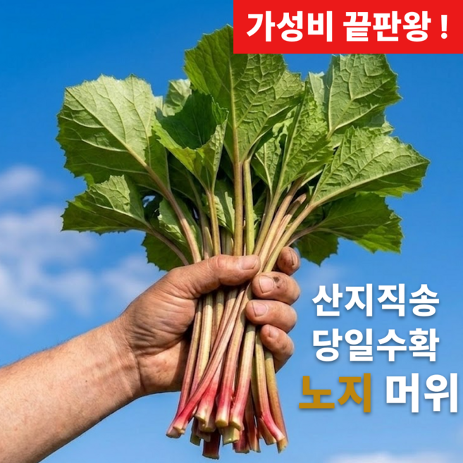 [산지직송] 국산 머위잎 머위순 머위나물, 1박스, 500g