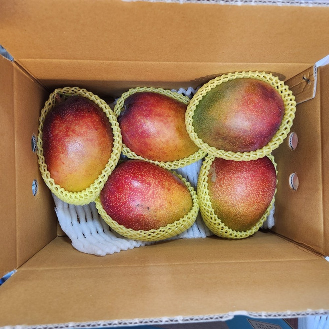[제니네 제철과일] JE 산지발송 제주 애플망고, 1개, 특대1kg(2-3과)