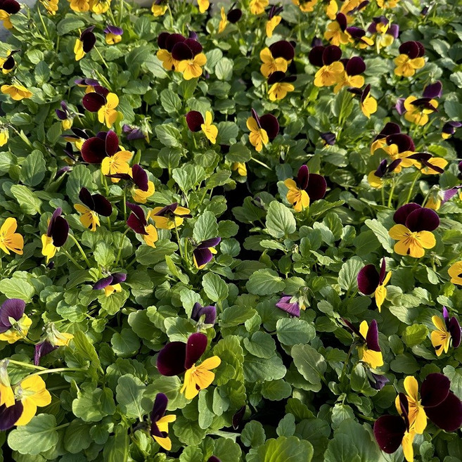 비올라 겨울꽃모종 노레벳 10+2 1판세트 추위에강한꽃모종, 1개