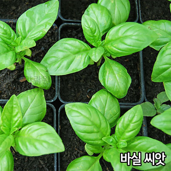 바실 씨앗 300알 바질 씨앗 허브씨앗 허브씨 종자 씨, 1개
