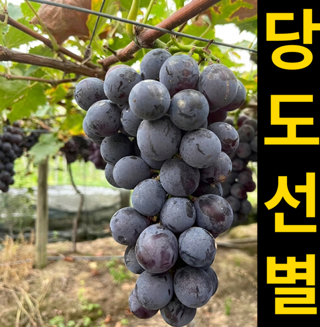 [26년첫수확특가] 꿀Brix 국내산 거봉 포도, 1세트, 1kg