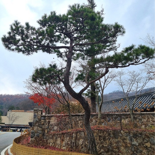 목하원예조경 소나무 적송 육송 플러그묘 1.0m전후 묘목 산림복원용 상록수 정원조경수 준공목 노지월동, 단일, 1개