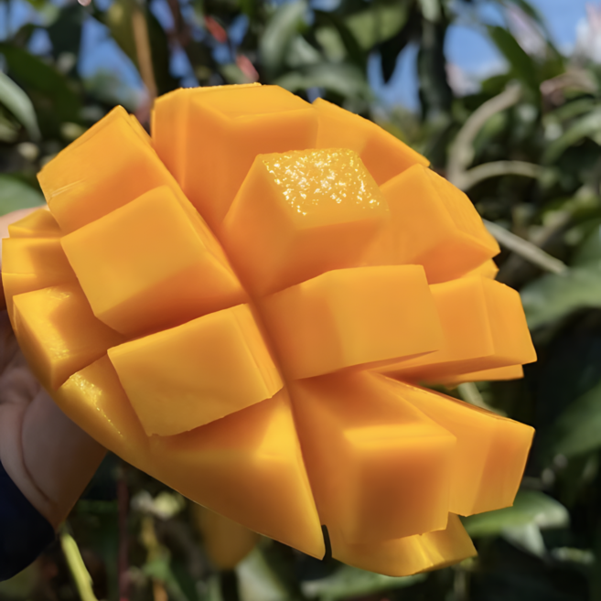 [재구매 1위] 꿀brix 프리미엄 태국 골드망고, 1박스, 5kg 14~16과