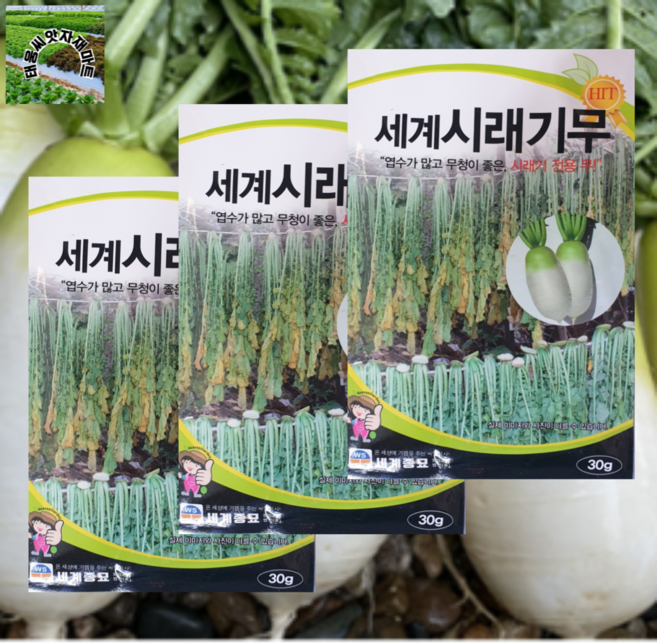 시래기무씨앗 30g 3개 엽수가 많고 무청이 좋은 세계시래기무