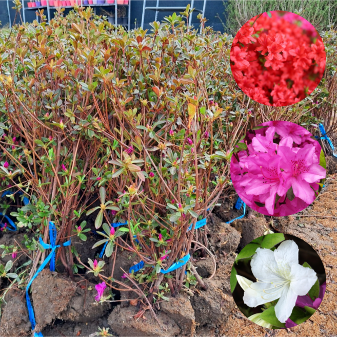 철쭉나무 철쭉 묘목 5주 묶음 영산홍 자산홍 백철쭉 울타리 아파트조경 석암 키 30~60cm(계절별), 5개, 영산홍(빨간꽃) 키 30~60cm