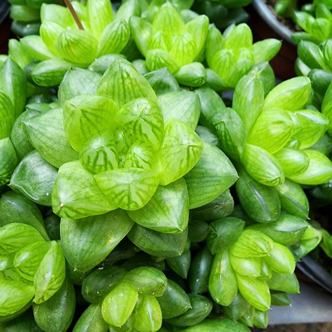 옵투샤-중(하월시아) 다육식물, 1개