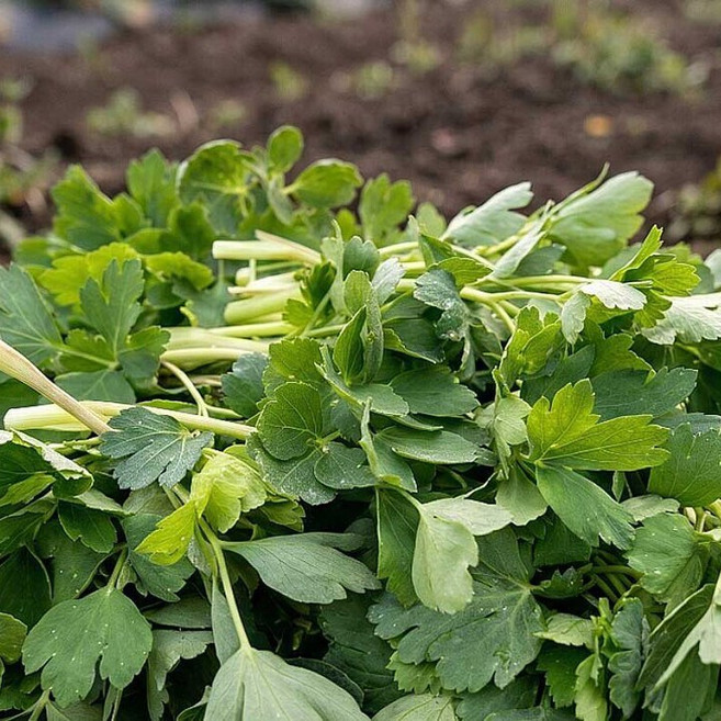 국내산 방풍나물 산지직송 제철나물, 1박스, 2kg