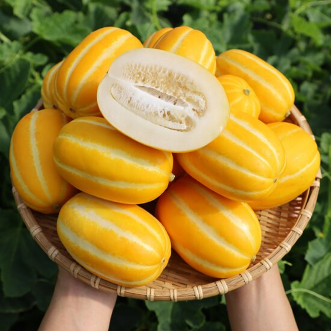 한정특가 초고당도 우수농가 꿀 참외, 1박스, 2kg