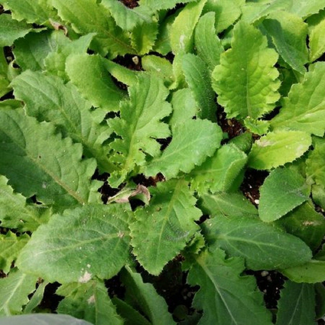 엉겅퀴모종 5개 (트레이 5구) 토종 가시 엉겅퀴 모종