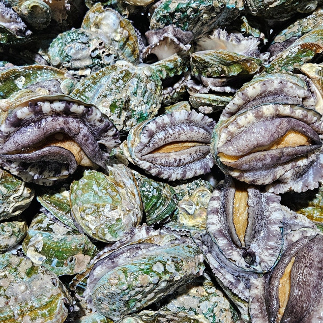 완도 활 전복, 1개, 1kg(왕특대 6-7미)