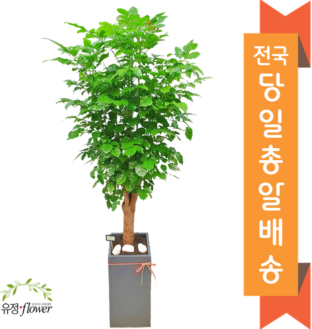 고급대형 화분 개업 축하 화분 전국 당일배송, 01. 녹보수, 1개