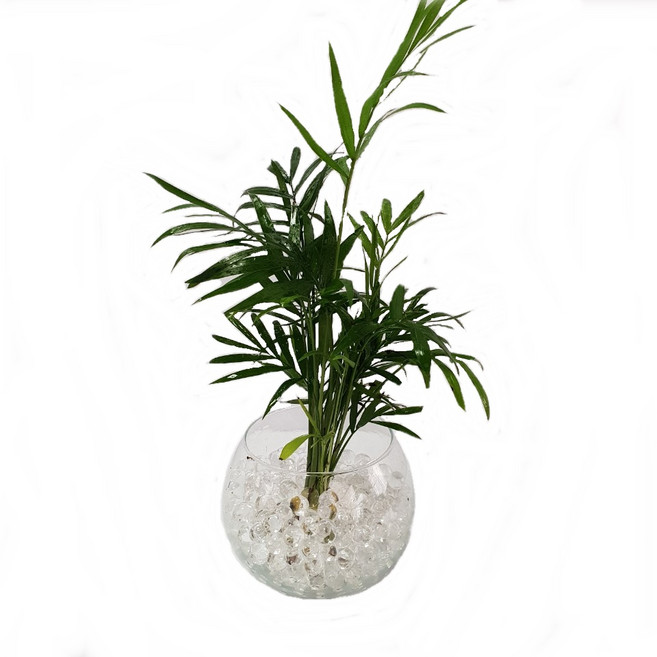 트리앤 젤리소일 1+1 푸딩병 개운죽 / 테이블야자 스킨답서스 아이비식물 워터비즈 답례품 공기정화식물 실내습도조절 유리병 칼라소일 칼라스톤 칼라자갈 색돌 수경식물, 05-6. 단지병 젤리 테이블야자(투명) 1개