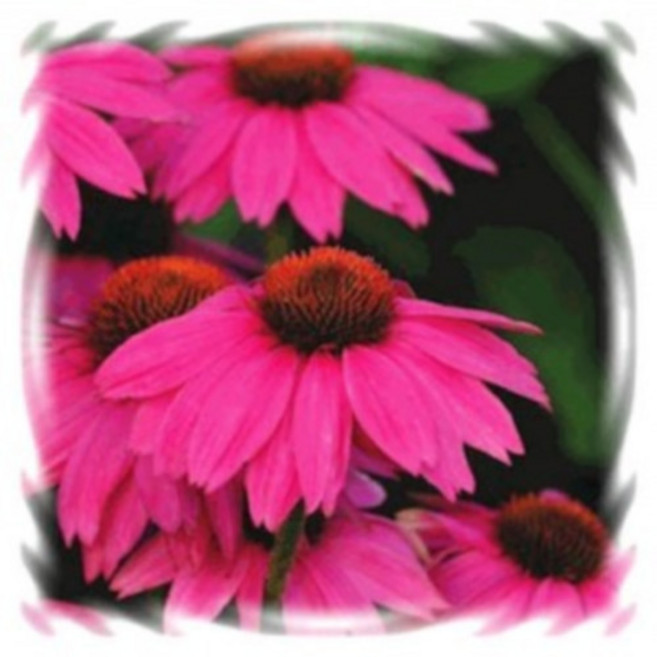 어린모종 에키나세아 8cm분, 1개