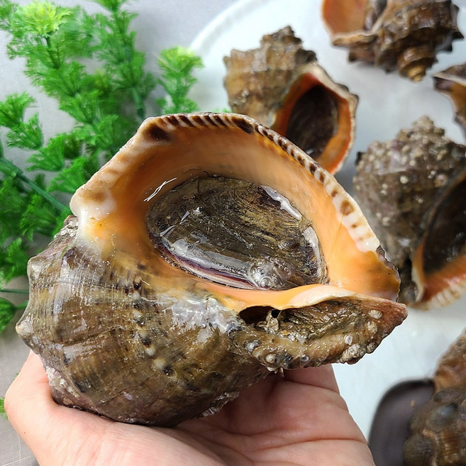 [오늘의바다] 참소라 1kg, 1개