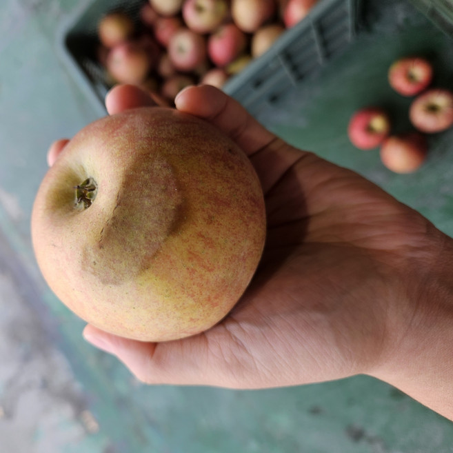 [깜짝특가]행복한할인 꿀터진 농부진심담은 과육뿜뿜 못난이사과, 1박스, 10kg
