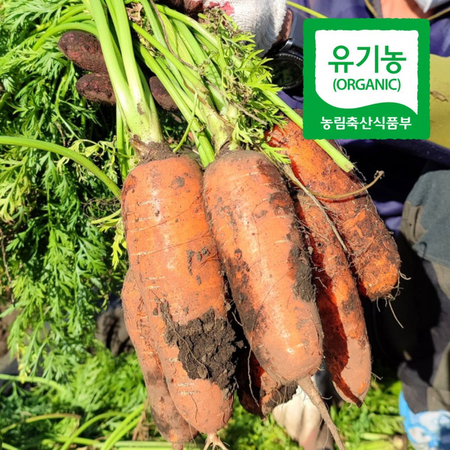 산지직송 햇당근 제주 친환경 유기농당근 흙당근 3kg 5kg 10kg, 1박스, 제주유기농당근(특상혼합)3kg