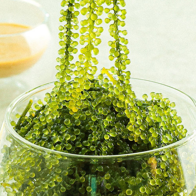 톡톡 터지는 바다포도 우미부도, 300g, 1개