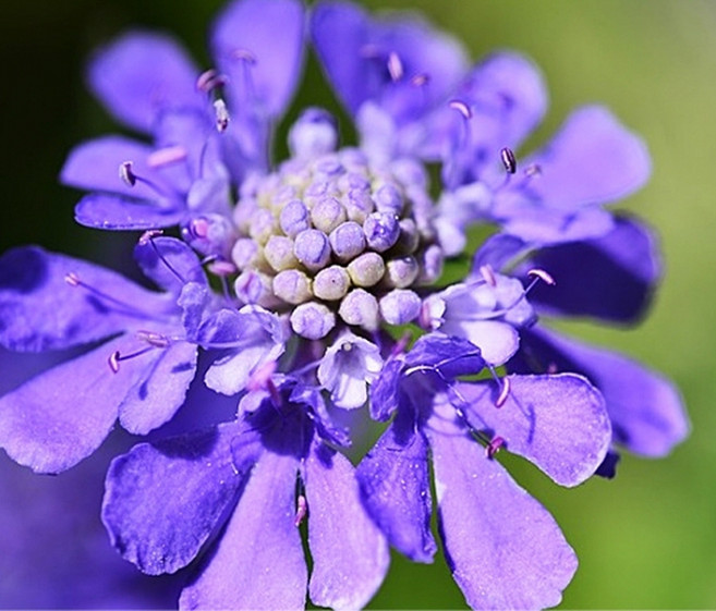 솔체꽃 씨앗 서양 솔채꽃 꽃씨 꽃 종자 야생화 20알 (KR)