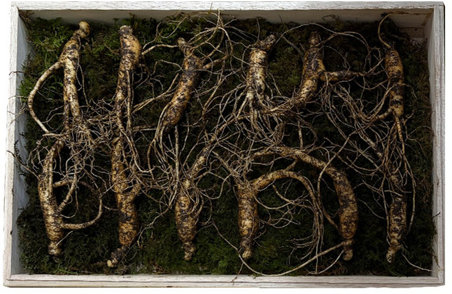 진품 강원도 치악산 산양삼 산삼 12뿌리, 5g, 12개