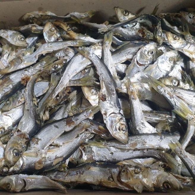 웰빙미래 육수용 솔치 상급 2025 햇 솔치 청어새끼 국물용 다시용 한박스 1.5kg 육수의왕 솔치, 1박스, 솔치 한박스 1.5kg