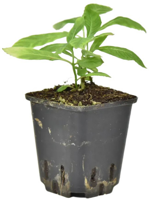 굿프렌드 스마트팜 진시황의 불로초 명월초 소형 포트묘, 12개