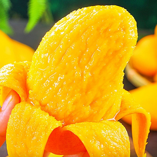 [딱100박스한정] SNS강타 달달쫀쫀 골드 태국망고, 1박스, 5kg