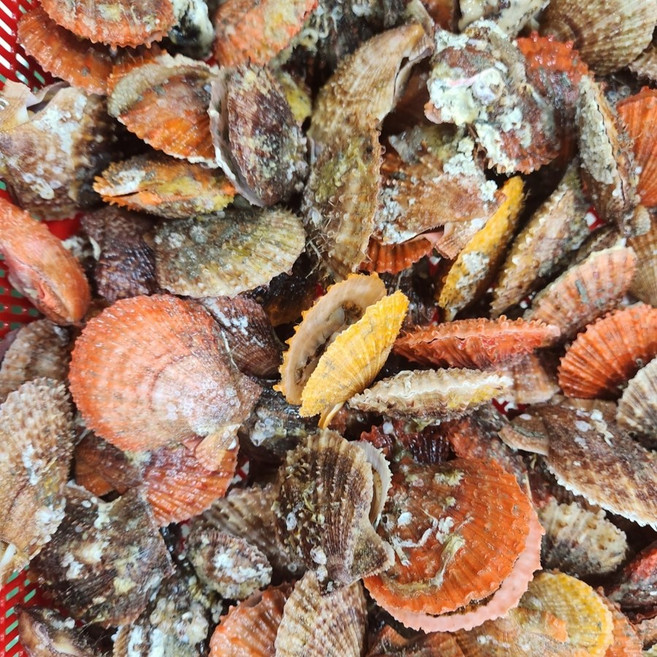 국내산 통영 비단 홍가리비 2kg 3kg 싱싱한 가리비 속살 찜용 구이용, 홍가리비 속살 2kg, 1개