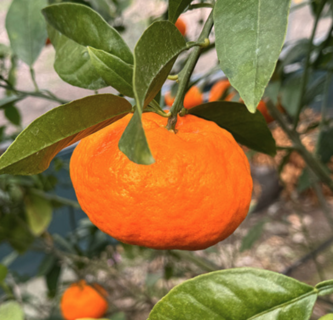 윈터프린스 초고당도 청회오렌지 감귤 선물용 당일수확, 1박스, 중과 3kg (16~20과)