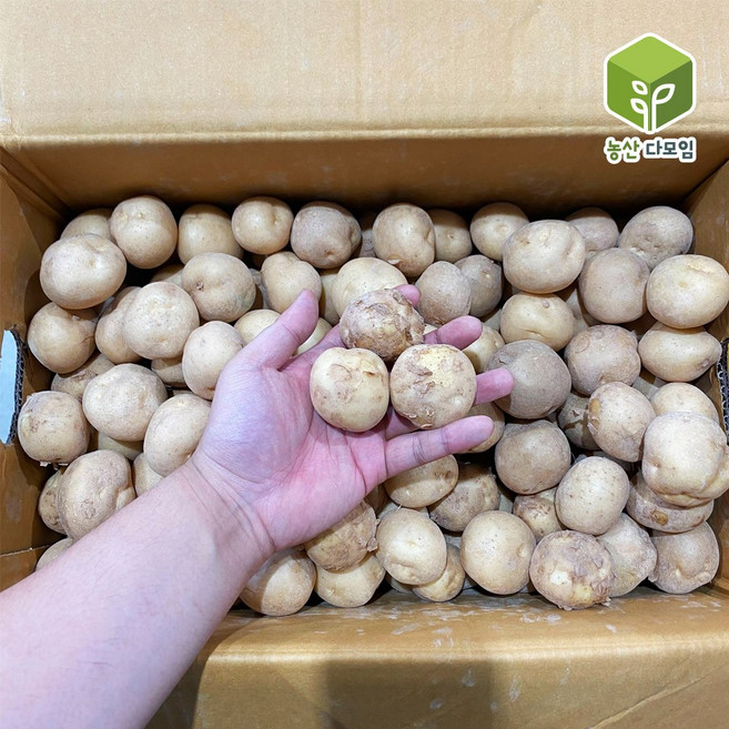 국내산 햇감자 알감자 조림용 10kg, 1개, 단품