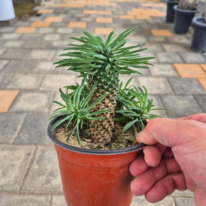 괴마옥 파인애플 선인장 데스크테리어 아프리카식물