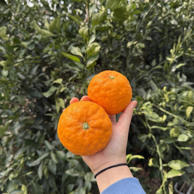 [제니네 제철과일] 산지직송 2026 새콤달콤 카라향 제주 감귤, 1개, 10kg 중소과