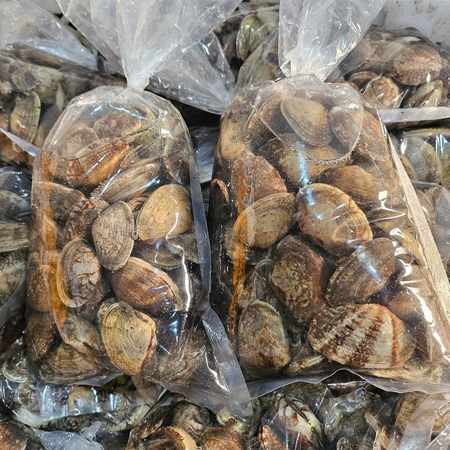 남해 자연산 활 바지락 생물 싱싱한 국내산 생바지락 국산 조개 대 사이즈, 1개, 활 바지락 대 사이즈 / 1kg (65~80미)