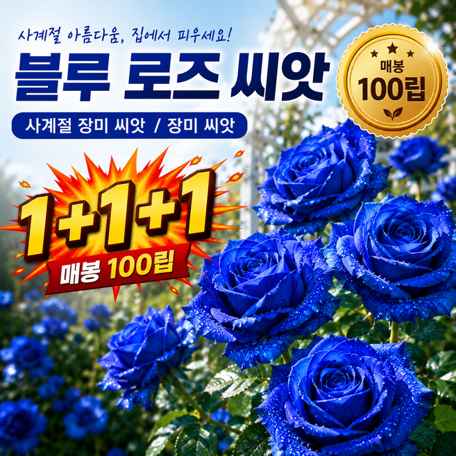 콘리츠 블루 로즈 씨앗 사계절 장미 씨앗 장미 씨앗, 1개