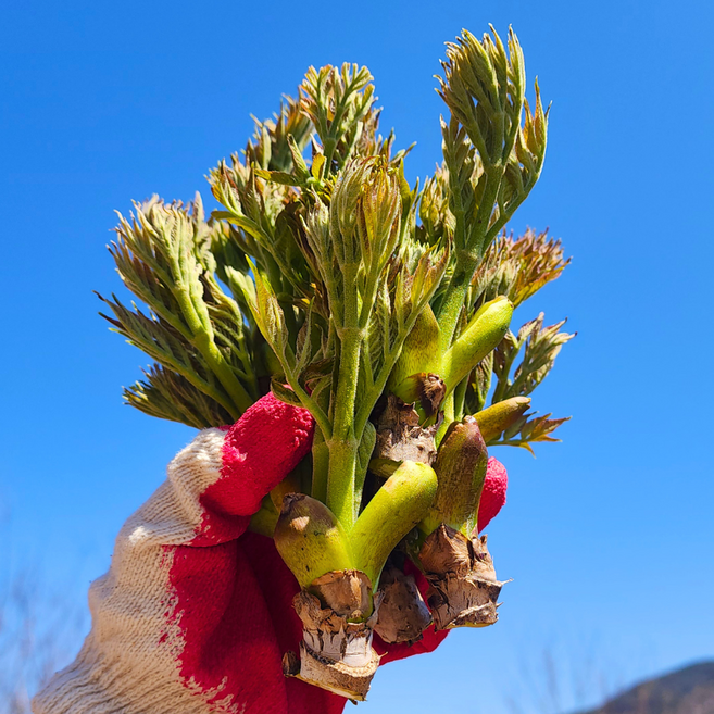 새벽채취 국산 자연산 참두릅 산두릅, 1개, 500g