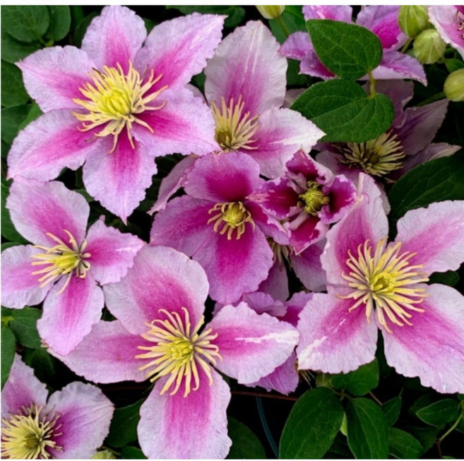 (미래나무농장) 클레마티스(으아리) 6품종 15cm화분, 01 멀티 블루, 1개