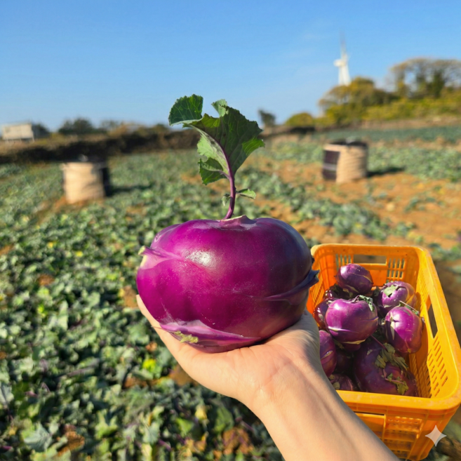 제주 햇 콜라비 3kg 5kg 로열과, 정품 혼합과(280~700g) 2kg, 2kg