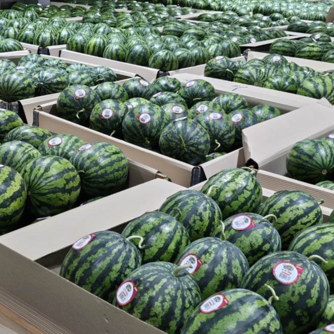 산지직송 당도선별 고당도 씨없는 흑 하우스 명품 못난이 수박, 1개, 3~4kg,(정품, 씨있음)