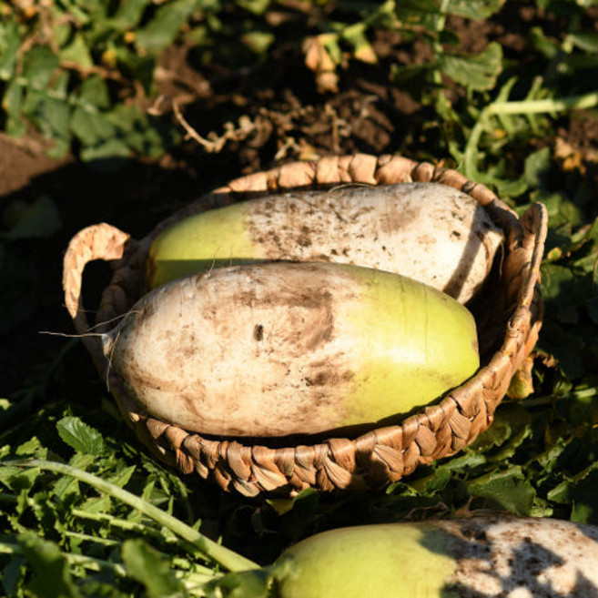 국내산 해풍맞은 무안 황토밭 단단하고 아삭한 무우, 1개, 5kg